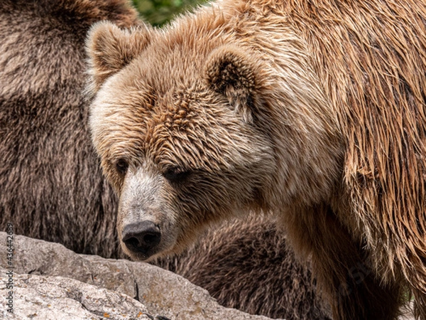 Fototapeta brown bear portrait