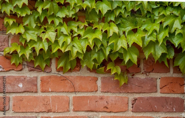 Fototapeta climbing plants on a stone wall