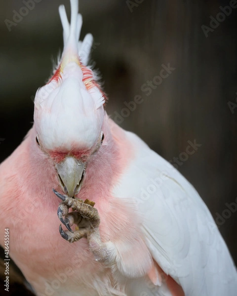 Fototapeta Major Mitchell's cockatoo that seems to be plotting something