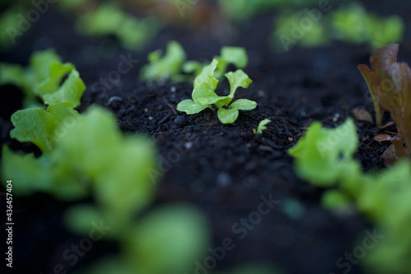 Fototapeta frisch gepflanzter grüner Salat im Hochbeet in schwarzer Blumenerde Pflanzerde Hobbygärtner