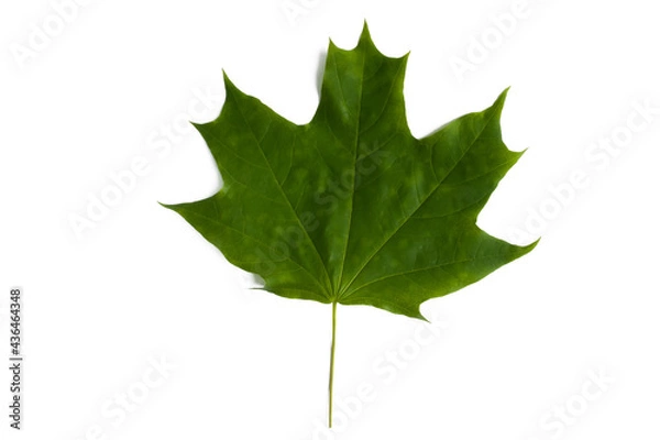 Obraz Green maple leaf isolated on white background