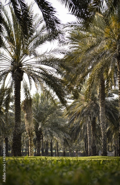 Obraz palm trees with sky background