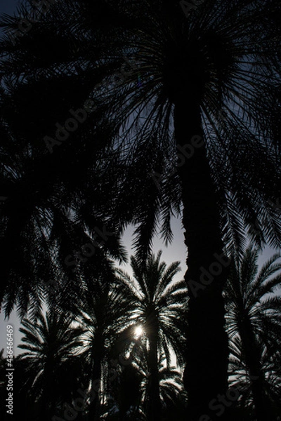 Obraz palm trees with sky background