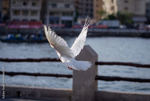 Fototapeta pigeons and doves 