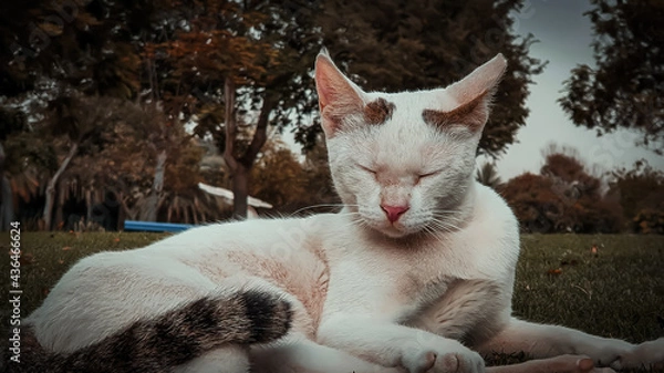 Obraz white cat in the park