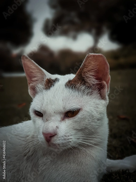Obraz white cat in the park