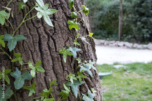 Obraz Edera su albero