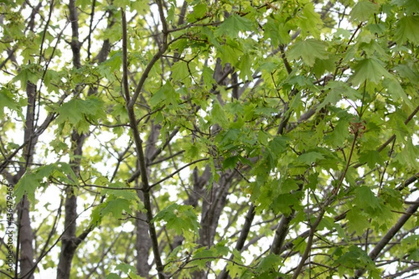 Fototapeta Stocks of Trees and Clovers and Maple Seedlings