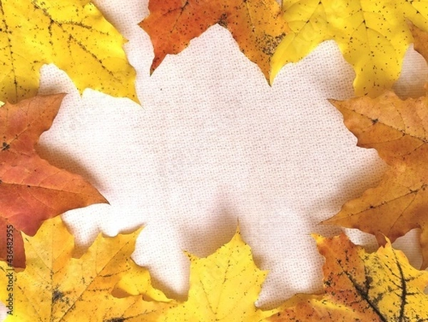 Obraz autumn maple leaves background wallpaper