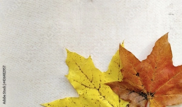 Obraz autumn maple leaves background wallpaper