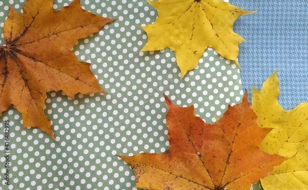 Obraz autumn maple leaves background wallpaper