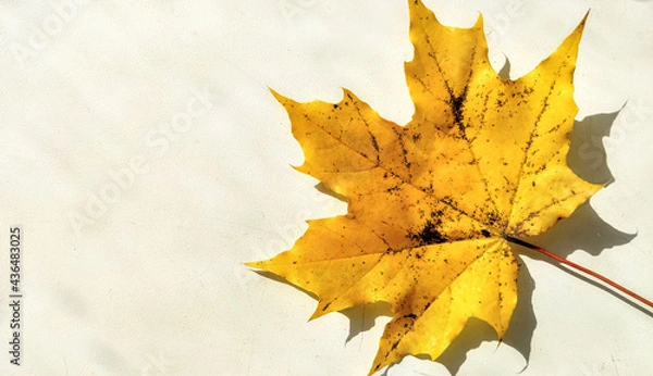 Obraz autumn maple leaves background wallpaper