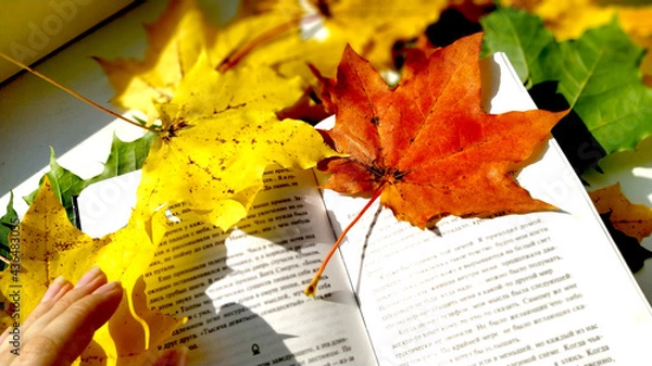 Obraz autumn maple leaves background wallpaper