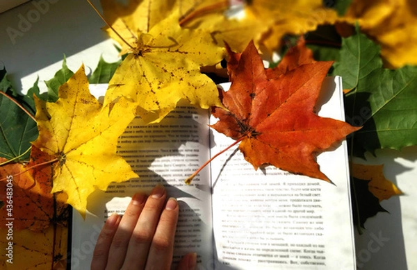 Obraz autumn maple leaves background wallpaper