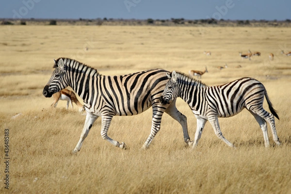 Obraz Zebra foal running with its mother
