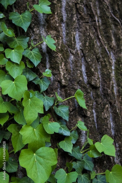Obraz Edera su albero