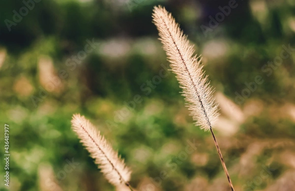 Obraz Foxtail Flower Drying Out in Fall Months