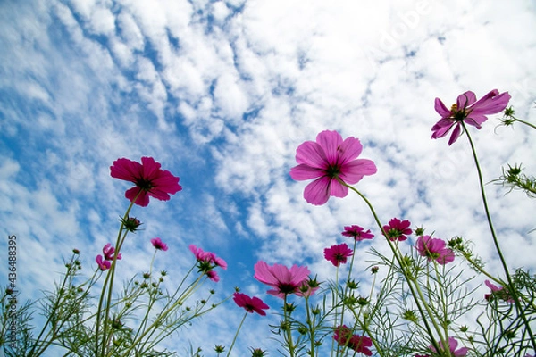 Obraz 天空の栄養