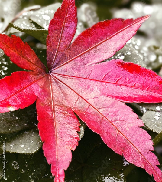 Fototapeta Bold Red Maple Tree Leaf on a Matte Black Background