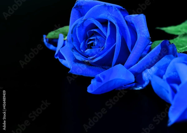 Obraz Blue Rose on a Black Background