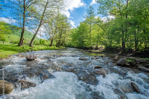 Fototapeta stormy river flowing near the forest on a background of mountains in the summer day. nature landscape.