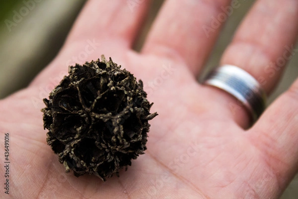 Obraz Natura in mano