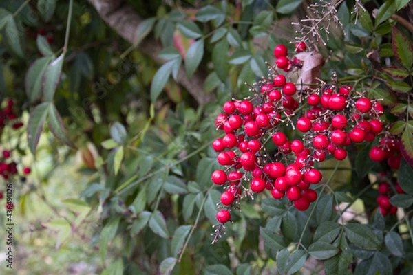 Fototapeta Bacche rosse