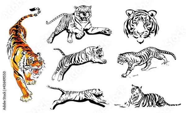 Fototapeta Tiger vector. The symbol of the new year 2021. Hand-drawn images of a tiger in different poses.