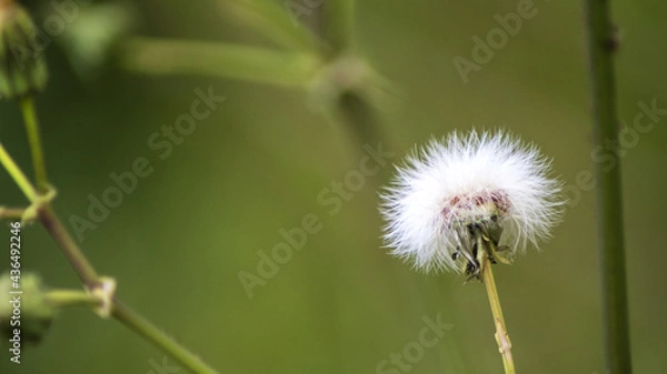 Obraz Dente di leone
