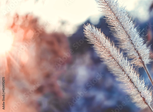 Fototapeta Frosted Foxtail In the Early Morning in November
