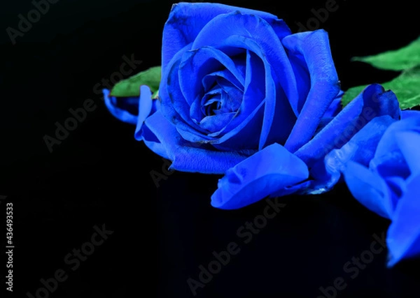 Obraz Blue Rose on a Black Background