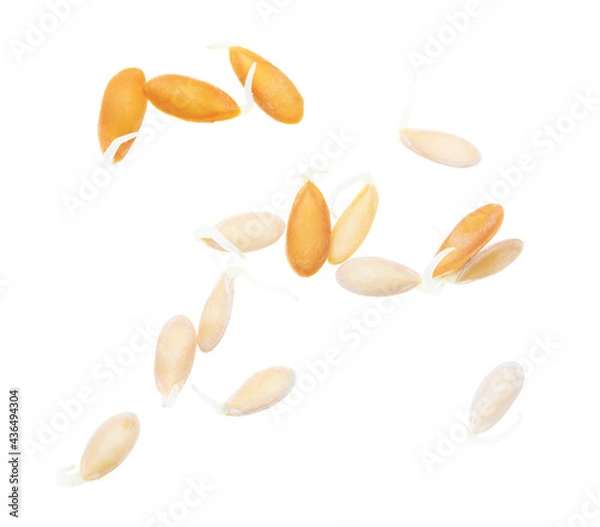 Fototapeta Sprouted melon seeds isolated on white background.
