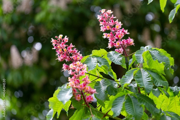 Obraz Aesculus pavia, known as red buckeye or firecracker plant, is a species of deciduous flowering plant of the genus Sapindaceae. Red chestnut blossoming tree in spring on blurred natural background.