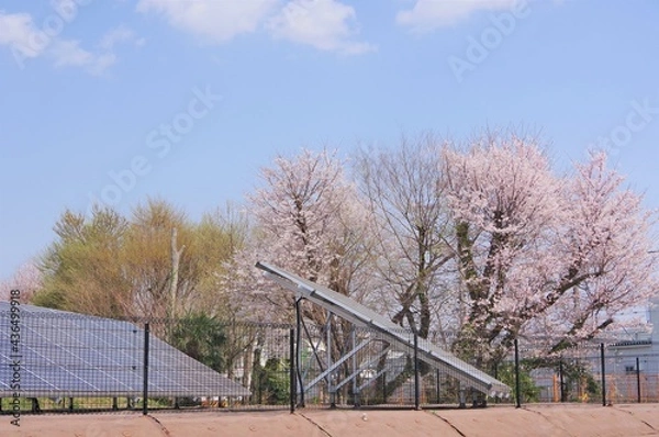 Obraz 桜とソーラーパネル