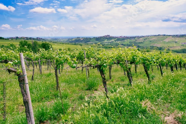 Fototapeta Springtime view of the vineyards of Oltrepo Pavese, hilly countryside area in the Northern of Italy (Lombardy Region, Pavia Province); it's famous for its valuable red wines.