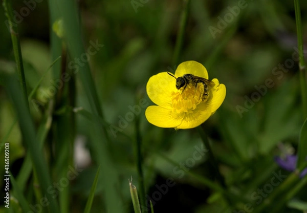 Obraz bee covered with buttercup pollen in green grass, springtime