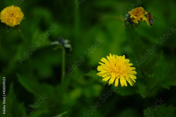 Fototapeta dandelion flower in the grass and flying bee, spring