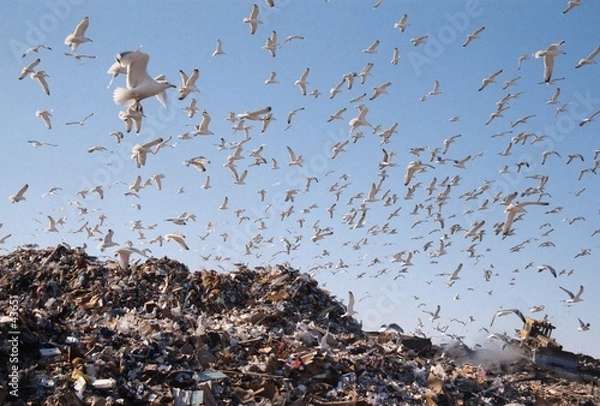 Fototapeta city dump