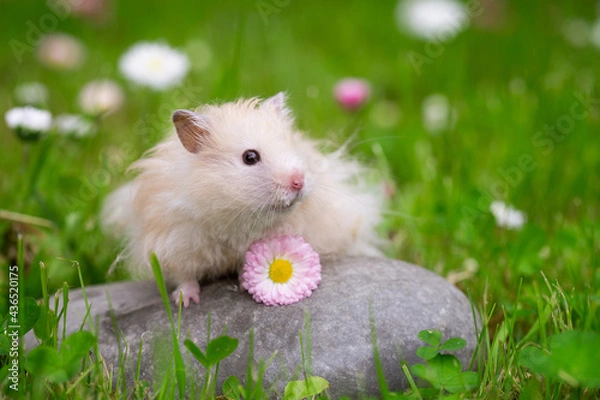 Fototapeta Cute hamster (Syrian hamster) on a rock.