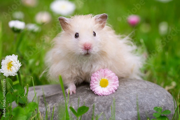 Fototapeta Cute hamster (Syrian hamster) on a rock.