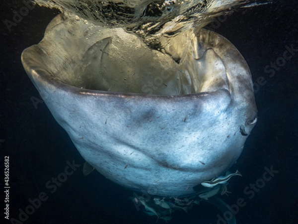 Obraz fressender Walhai