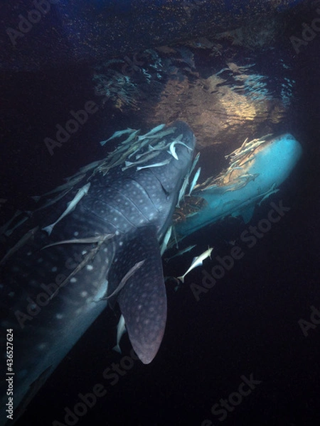 Obraz Walhai bei Nacht