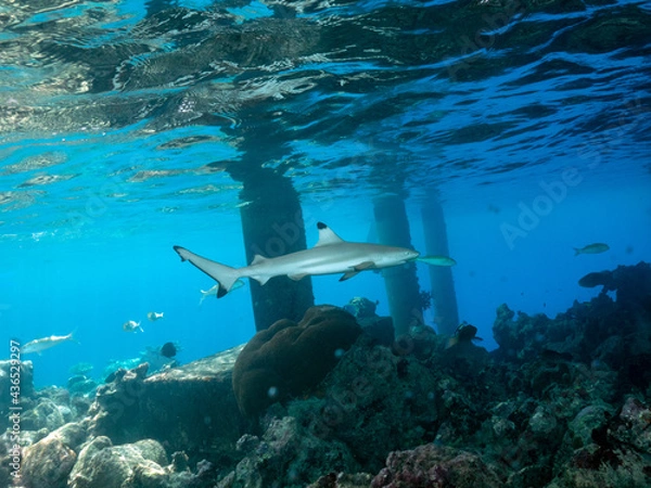 Obraz OLYMPUS DIGITAL CAMERA