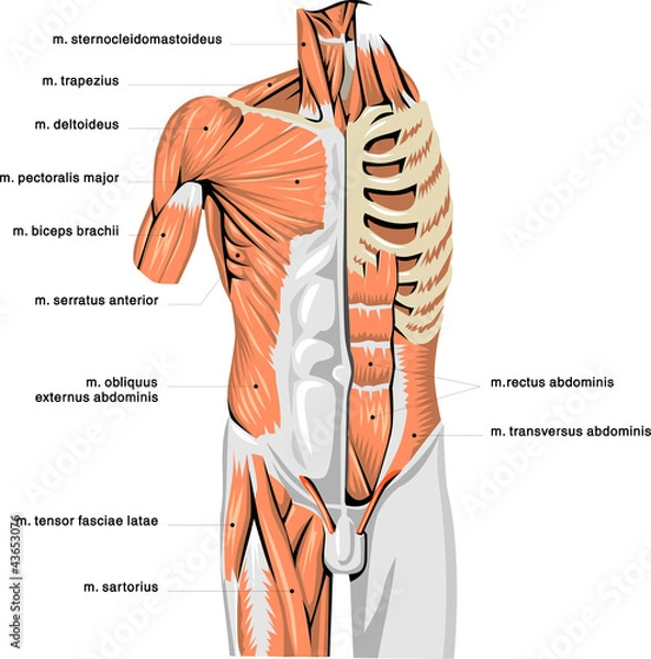 Obraz muscle system