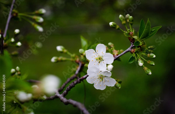 Fototapeta bee on a flower