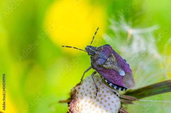 Fototapeta The Sloe Bug, Dolycoris baccarum, sits on an almost empty dandelion flower with bright yellow and green colors in background. The bug contains purple, brown, yellow, black and white colors. Macro