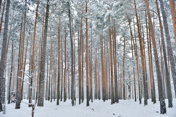 Obraz forest in winter