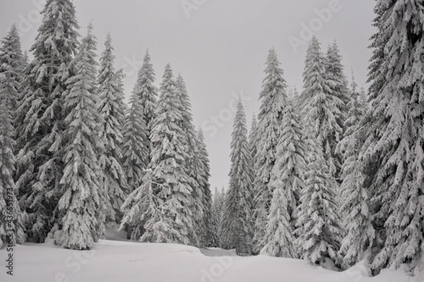 Obraz snow covered trees