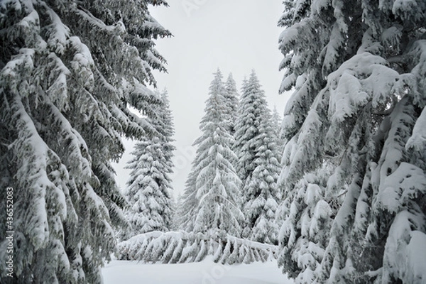 Obraz snow covered trees