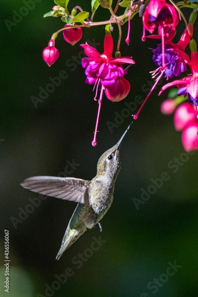 Obraz A female Anna's hummingbird feeds in flight on nectar from colorful fuchsia flowers.  Sunlight illuminates the subject and the background is in shadow.